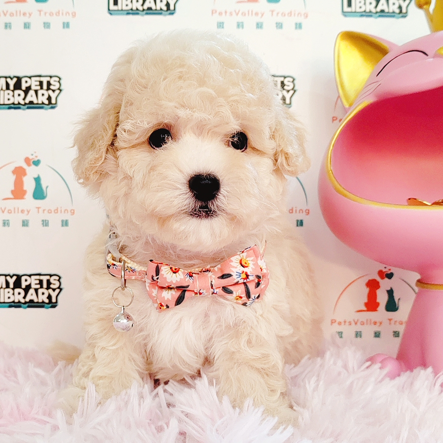 Maltipoo Puppy (Male) For Sale
