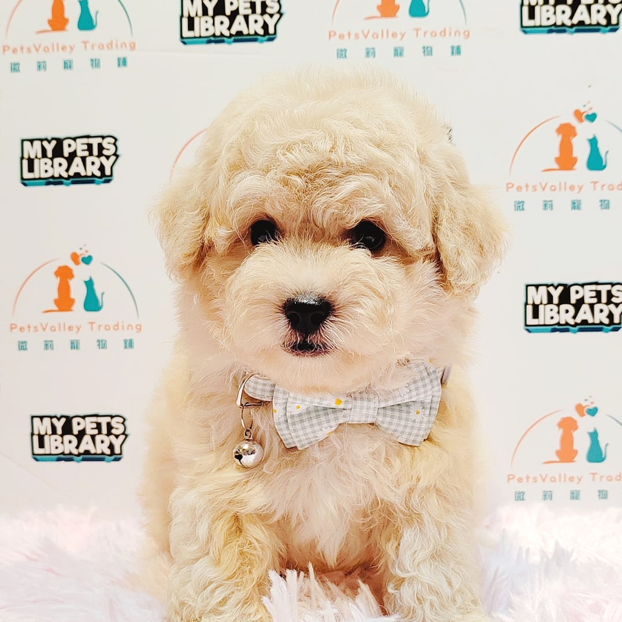 Maltipoo Puppy (Male) For Sale