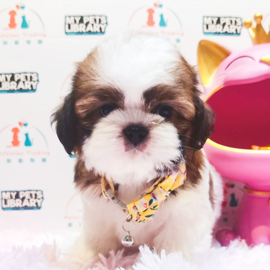 Shih Tzu Puppy (Female) For Sale