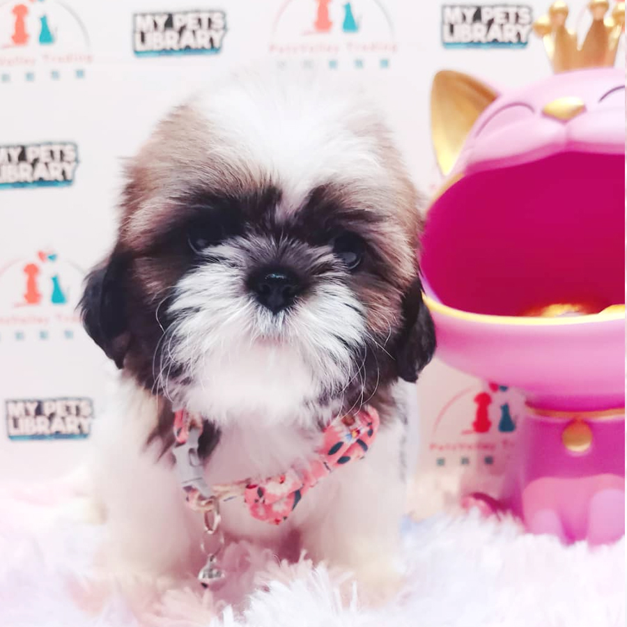 Shih Tzu Puppy (Female) For Sale