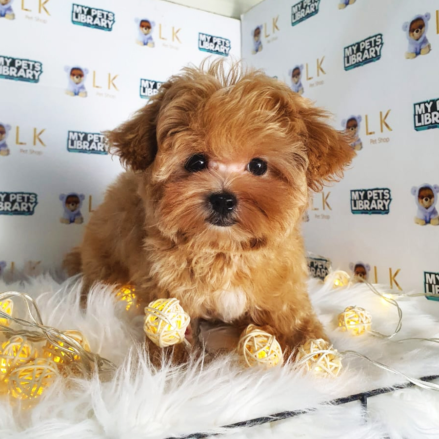 Maltipoo Puppy (Female) For Sale