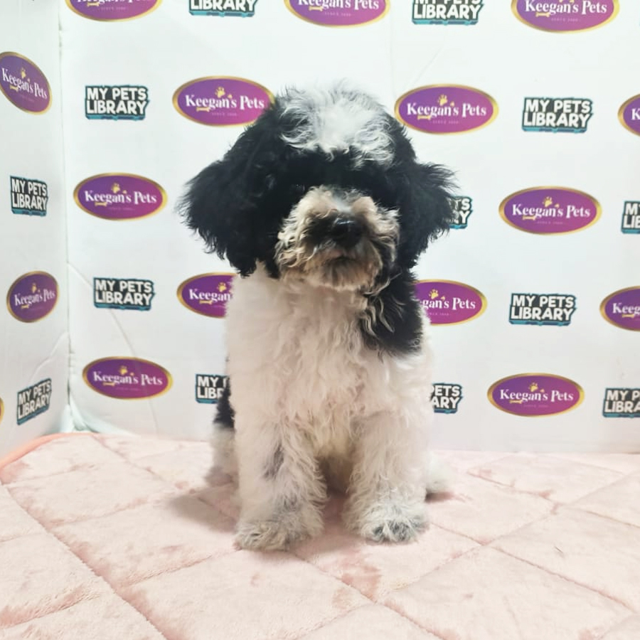 Toy Poodle Puppy (Male) For Sale