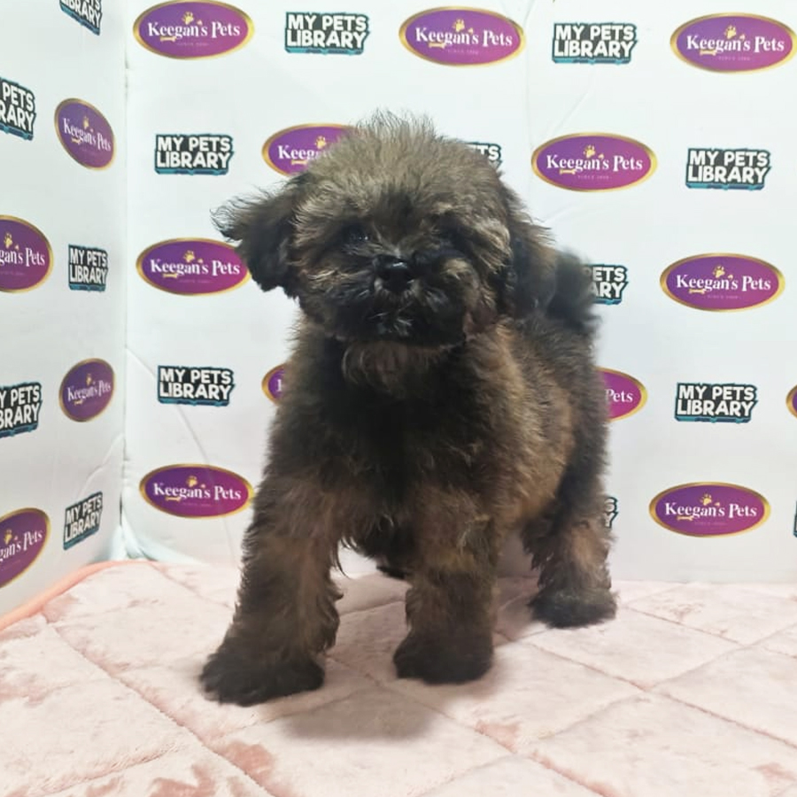 Toy Poodle Puppy (Female) For Sale