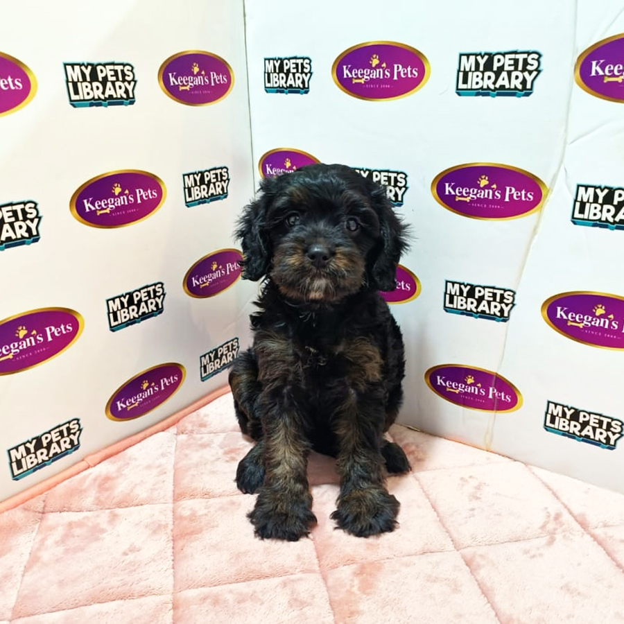 Cavapoo Puppy (Female) For Sale