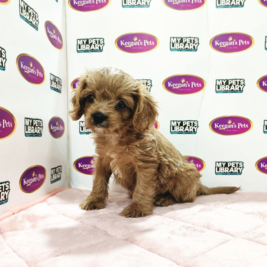 Cavapoo Puppy (Female) For Sale