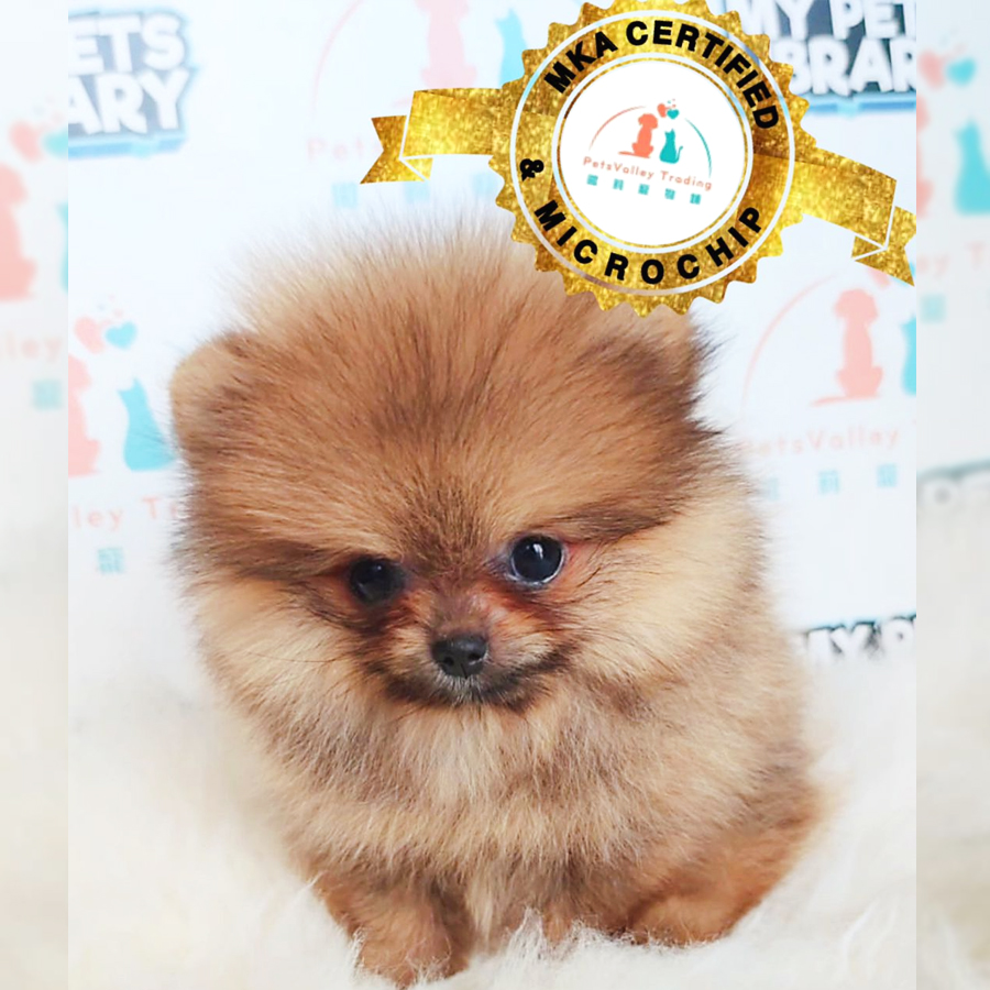 MKA Pomeranian Puppy (Female) For Sale
