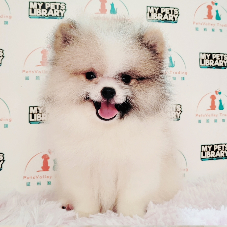Pomeranian Puppy (Male) For Sale