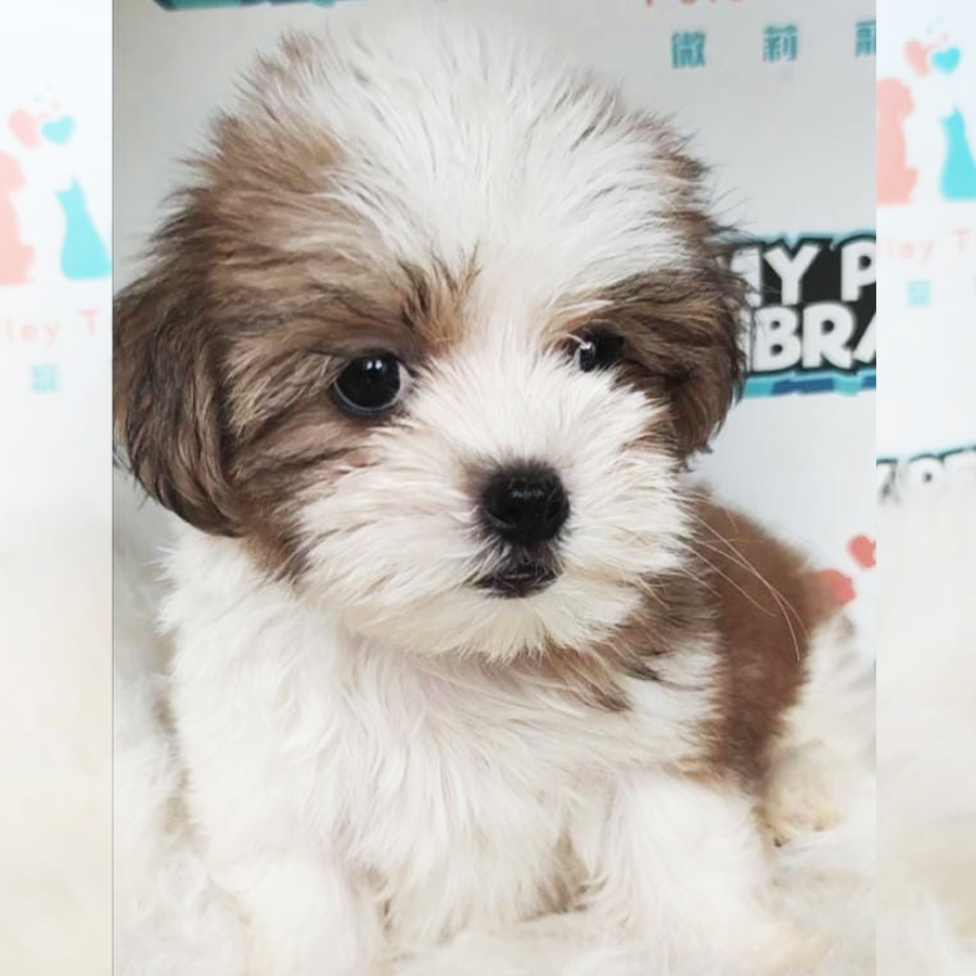 Shih Tzu Puppy (Female) For Sale