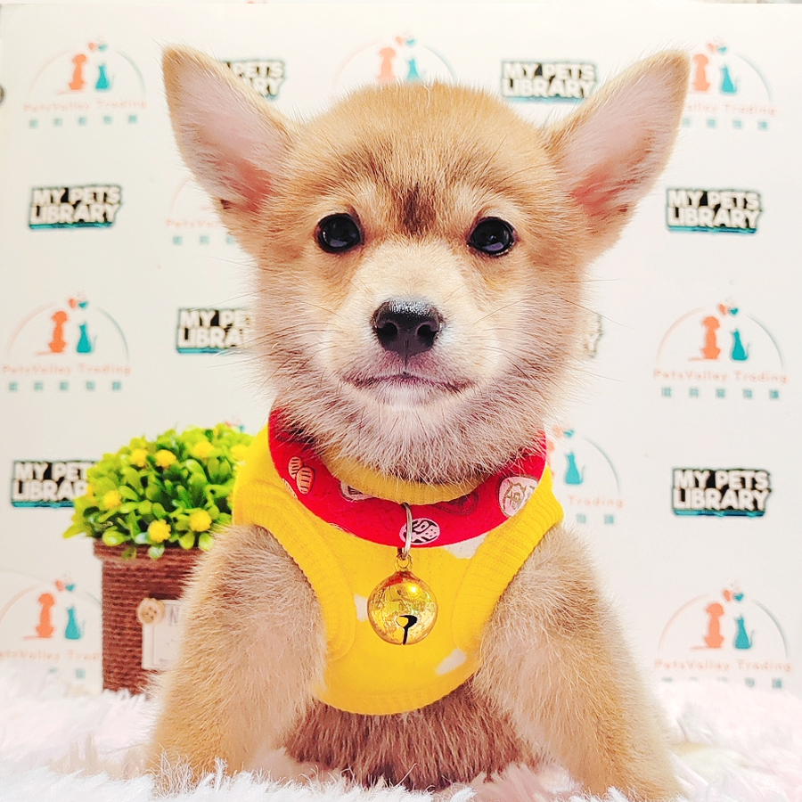 Shiba Inu Puppy (Male) For Sale