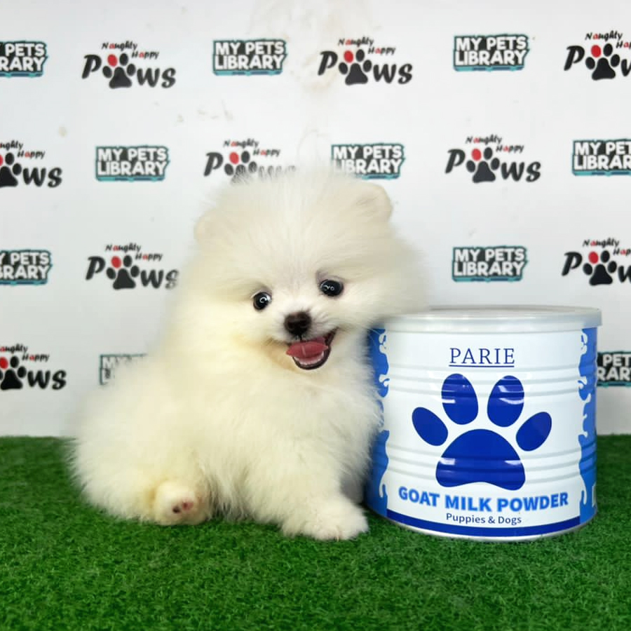 Pomeranian Puppy (Male) For Sale