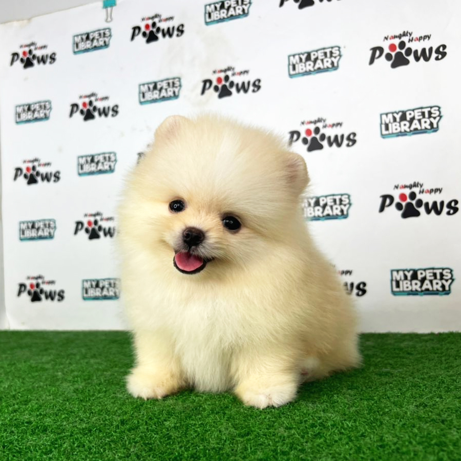 Pomeranian Puppy (Male) For Sale