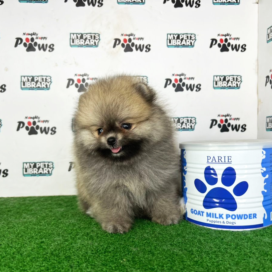 Pomeranian Puppy (Female) For Sale