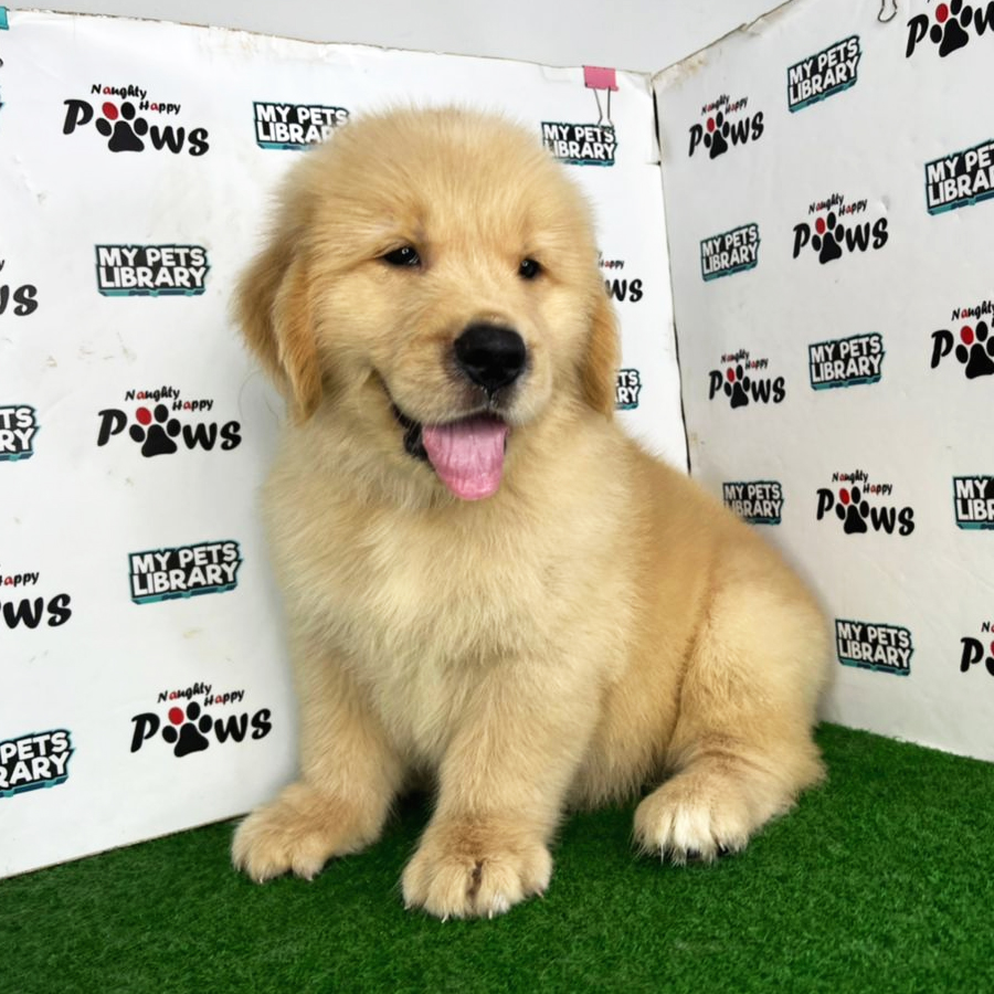 Golden Retriever Puppy (Male) For Sale