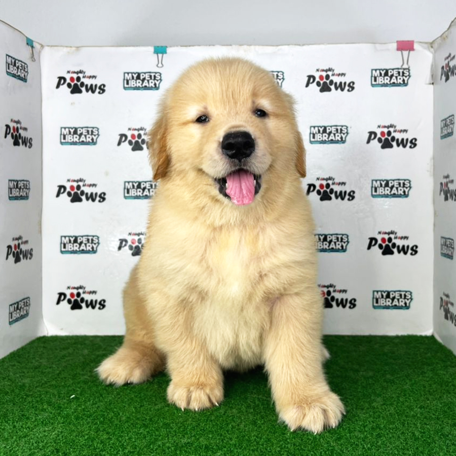 Golden Retriever Puppy (Male) For Sale