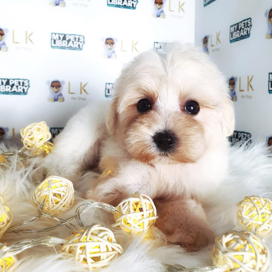 Toy Poodle Puppy (Female) For Sale