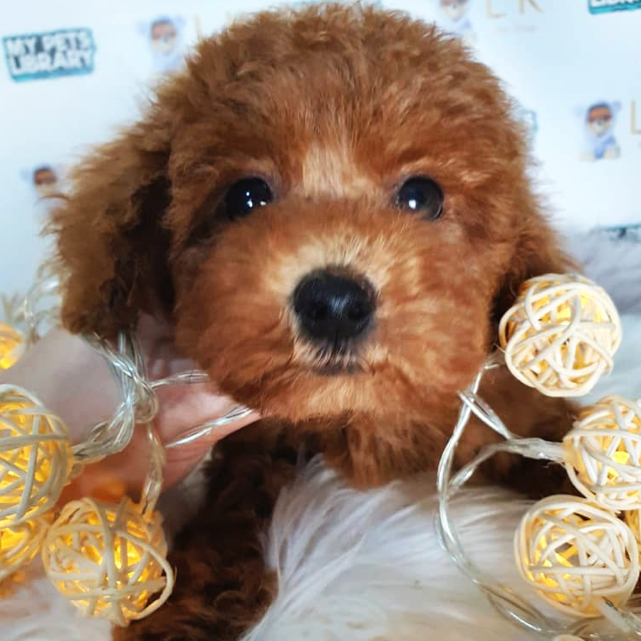 Toy Poodle Puppy (Female) For Sale