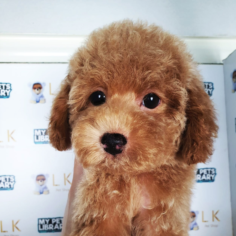 Toy Poodle Puppy (Male) For Sale