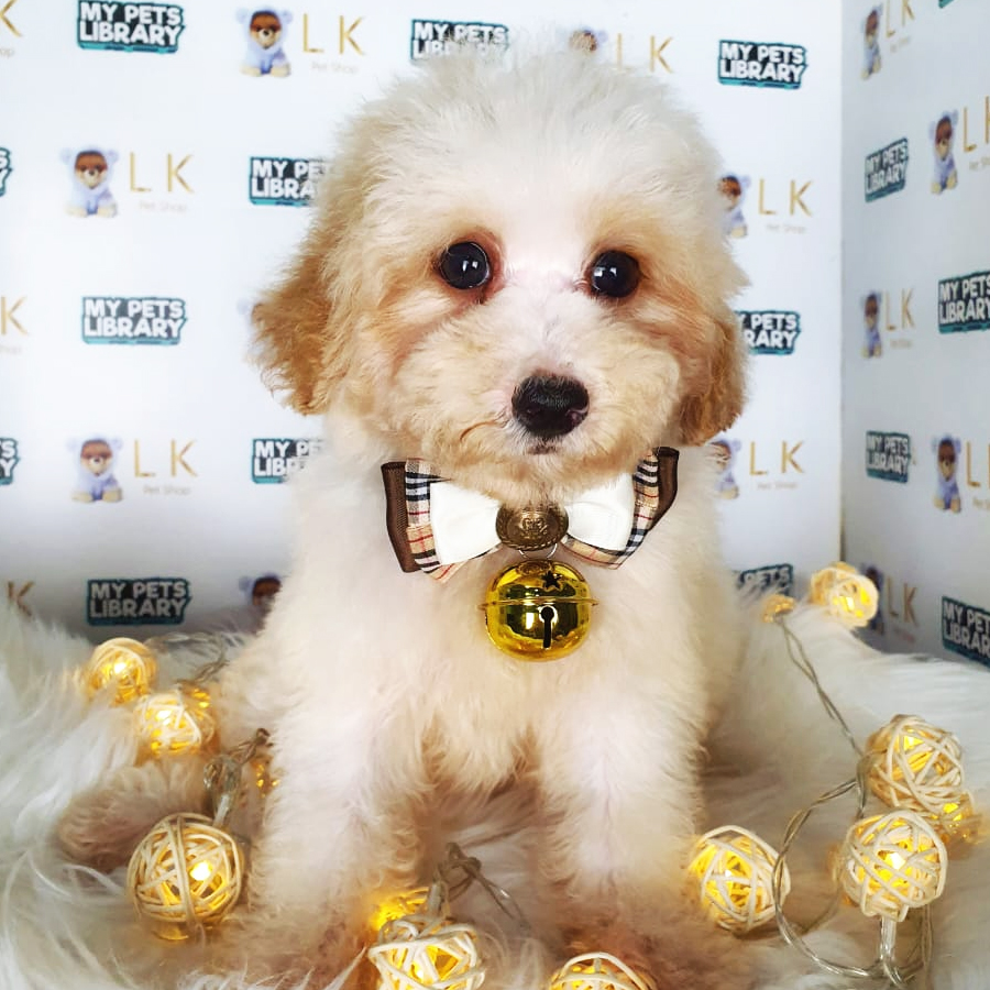 Toy Poodle Puppy (Male) For Sale