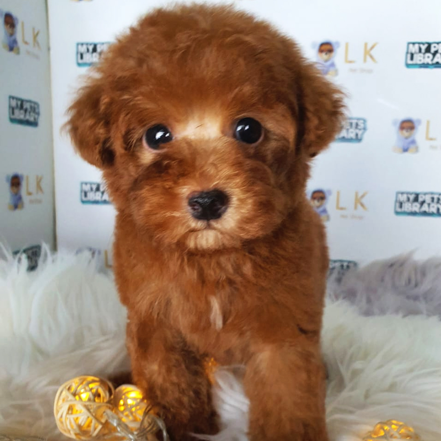 Toy Poodle Puppy (Male) For Sale
