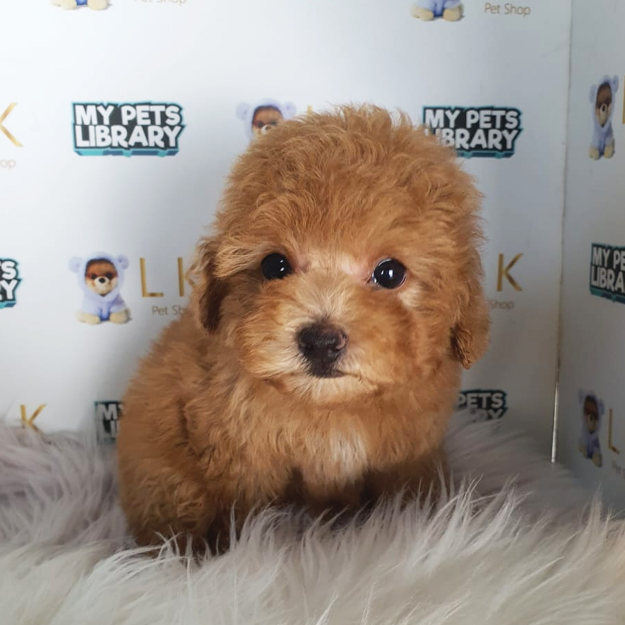 Toy Poodle Puppy (Male) For Sale