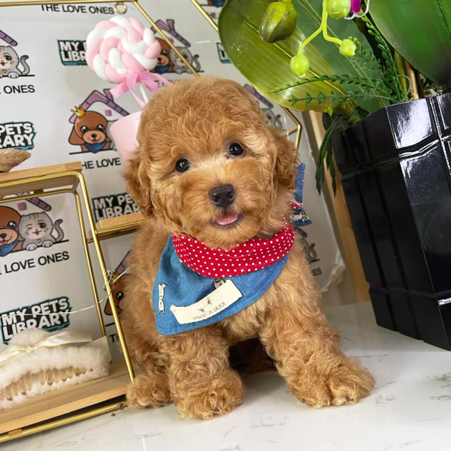 Toy Poodle Puppy (Male) For Sale