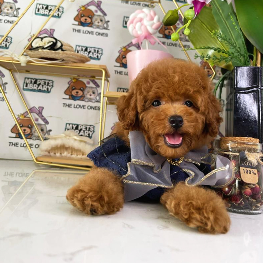 Toy Poodle Puppy (Female) For Sale