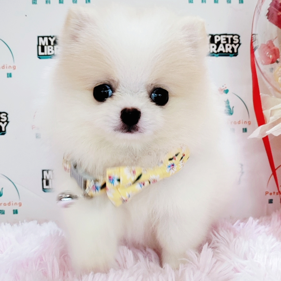 Pomeranian Puppy (Female) For Sale