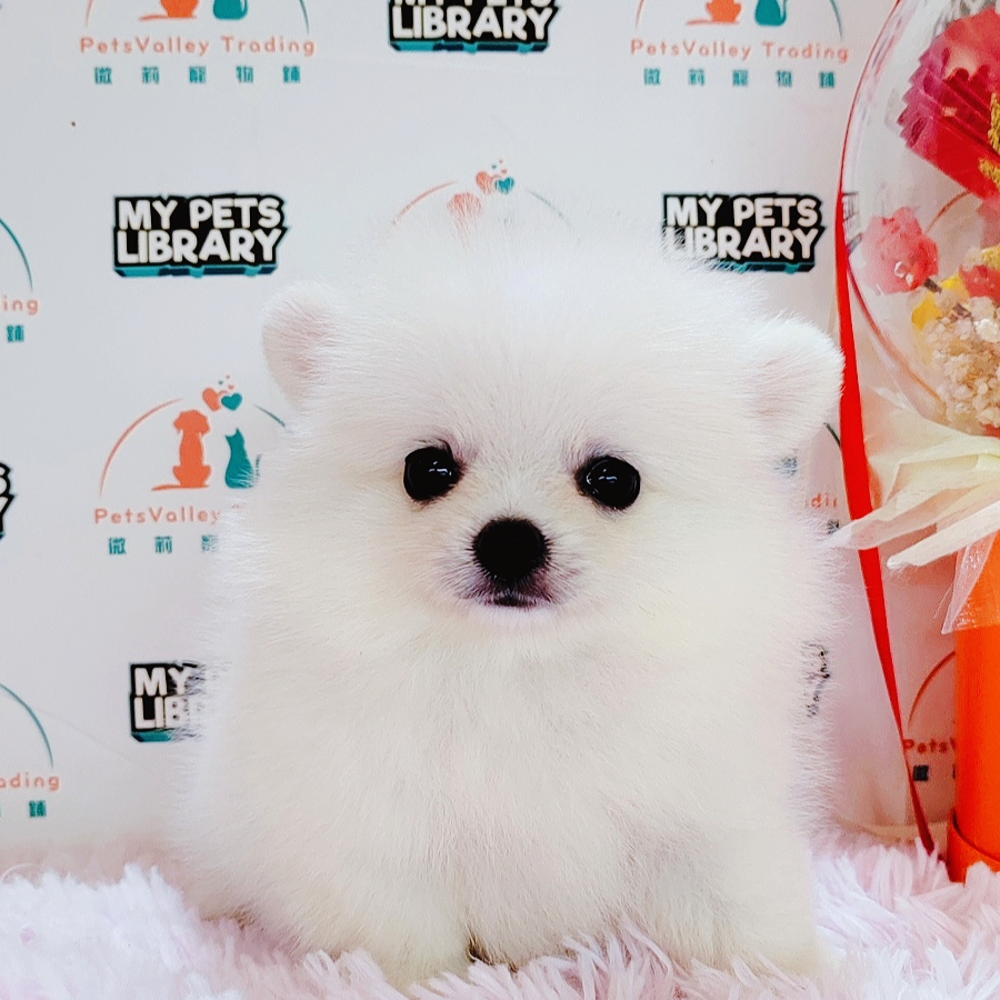 Pomeranian Puppy (Male) For Sale