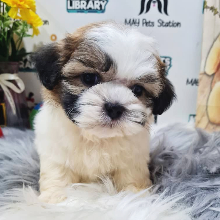 Shih Tzu Puppy (Female) For Sale