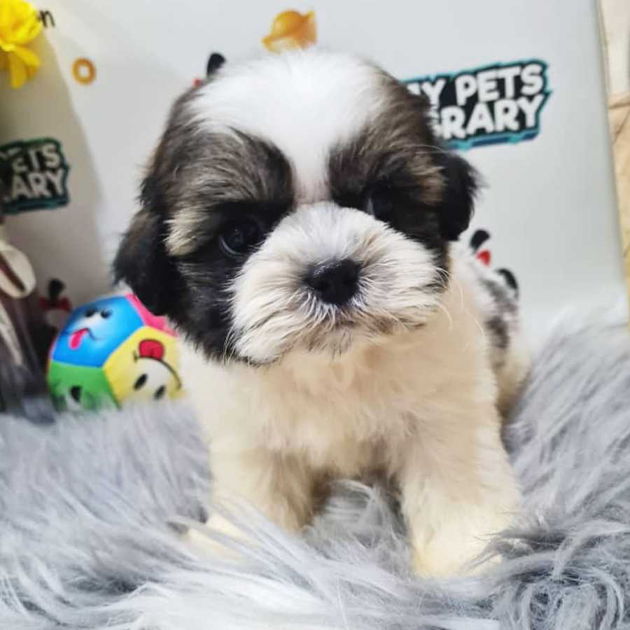 Shih Tzu Puppy (Male) For Sale