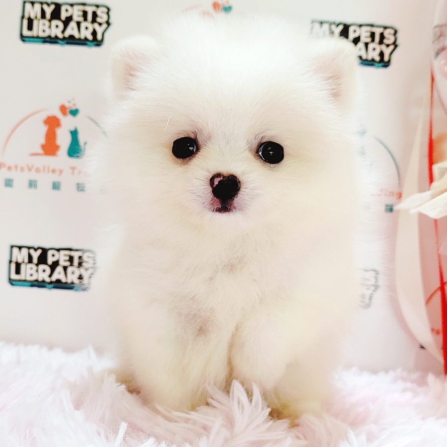 Pomeranian Puppy (Male) For Sale