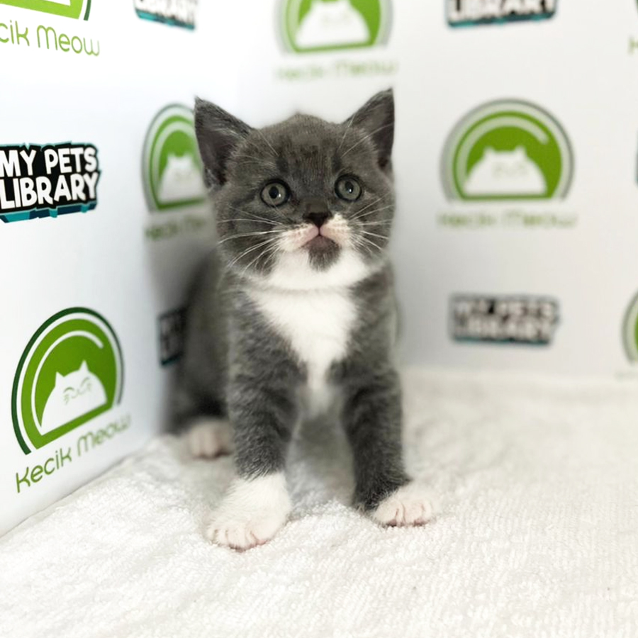 British Shorthair Kitten (Female) For Sale
