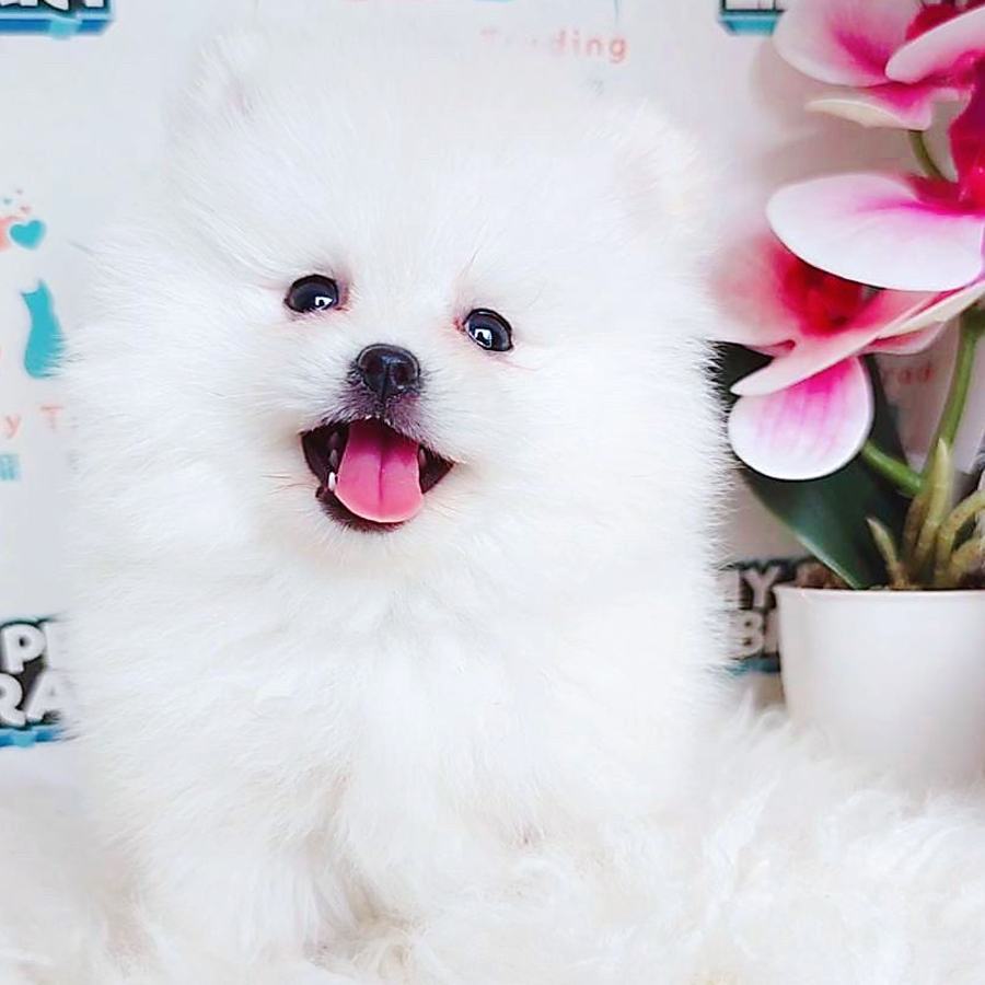 Pomeranian Puppy (Female) For Sale