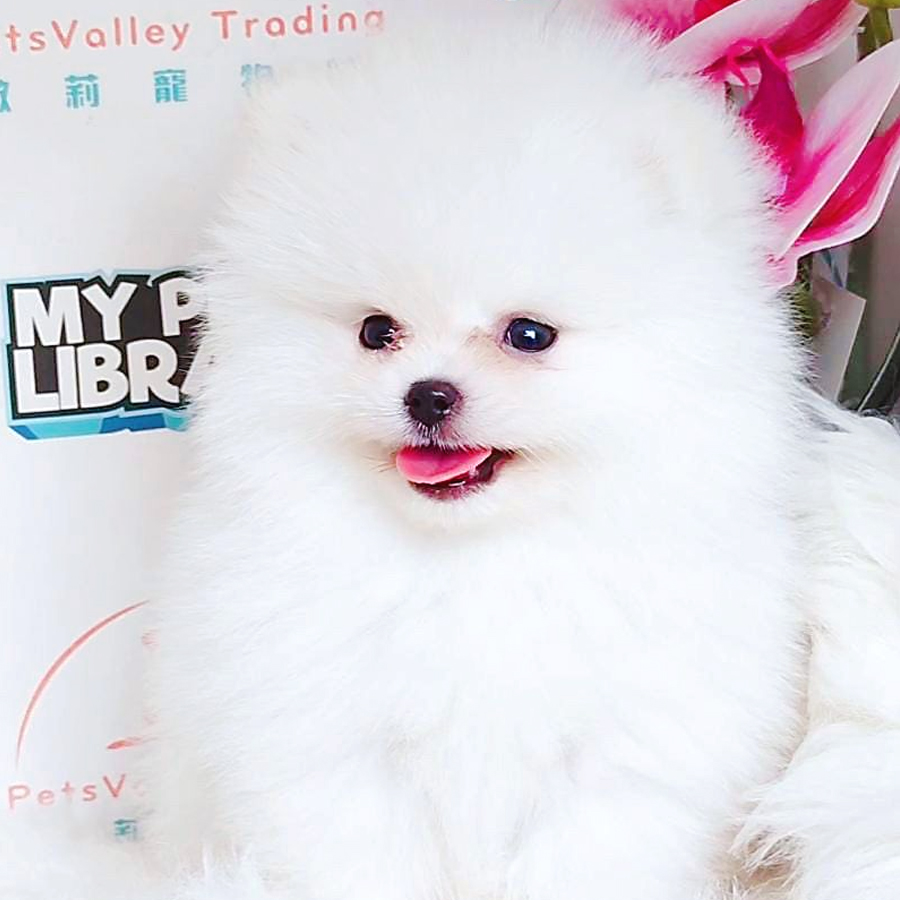 Pomeranian Puppy (Male) For Sale