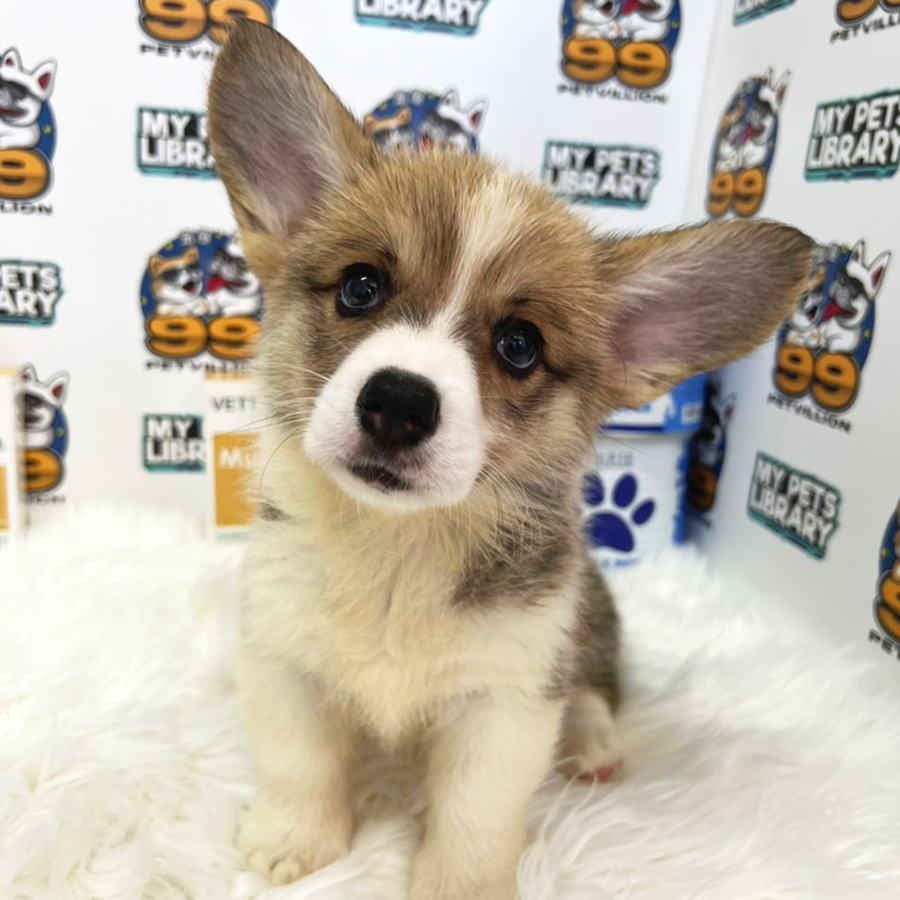 Welsh Corgi Puppy (Female) For Sale