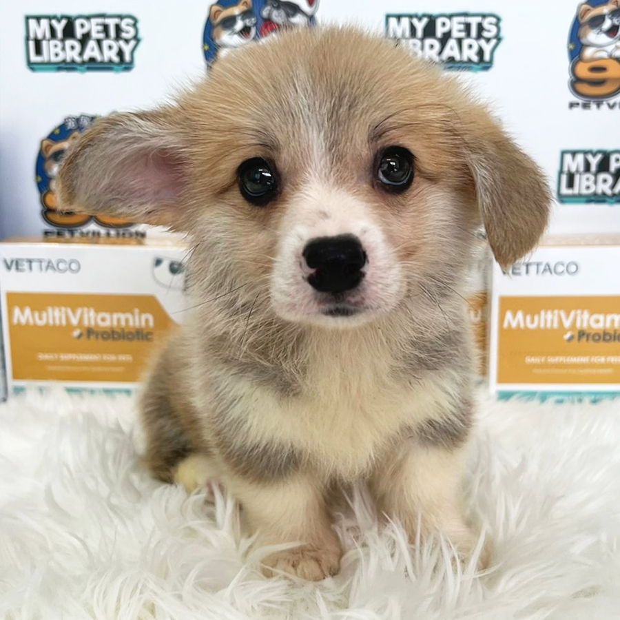 Welsh Corgi Puppy (Male) For Sale