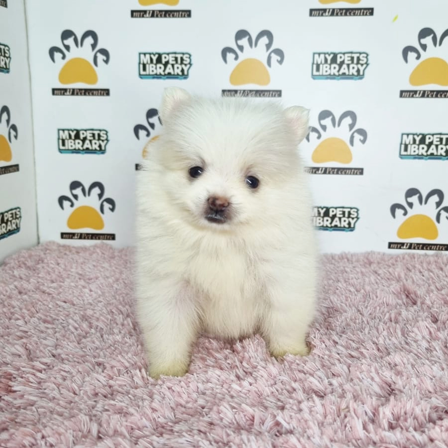 Pomeranian Puppy (Female) For Sale