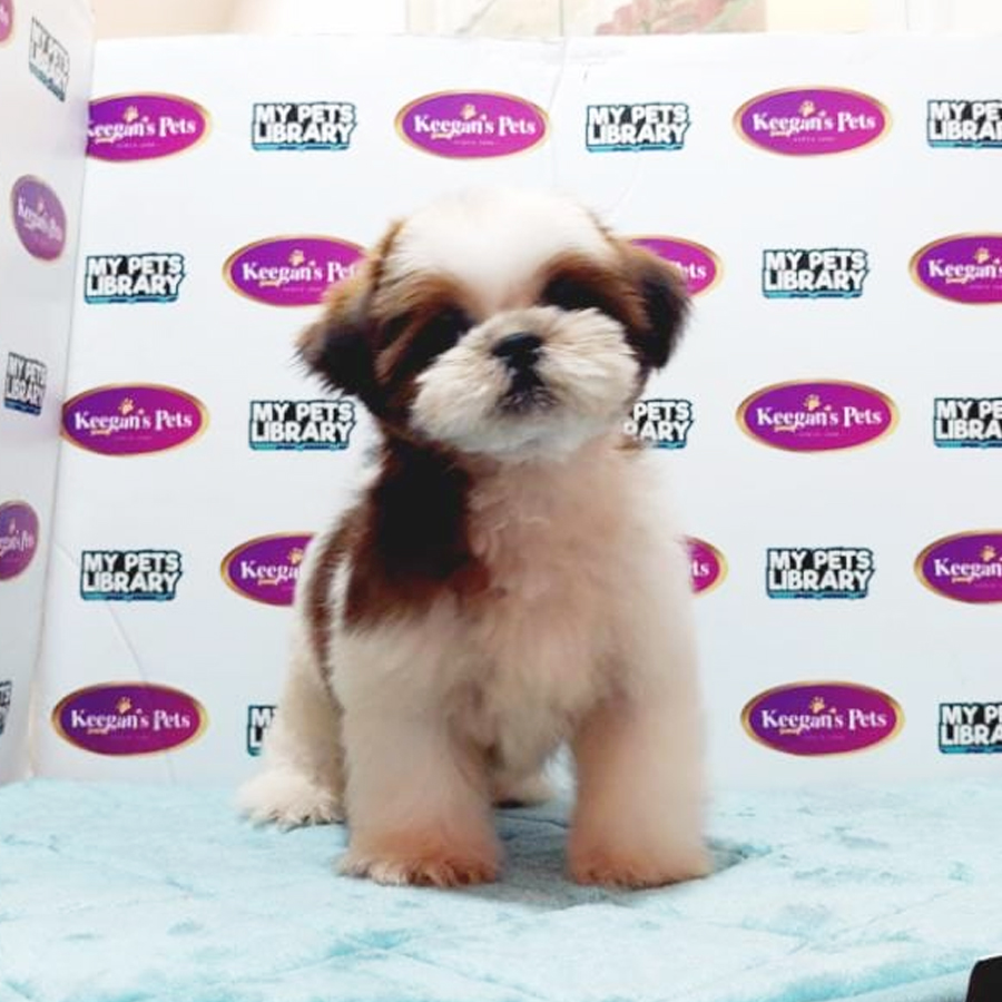 MKA Shih Tzu Puppy (Male) For Sale