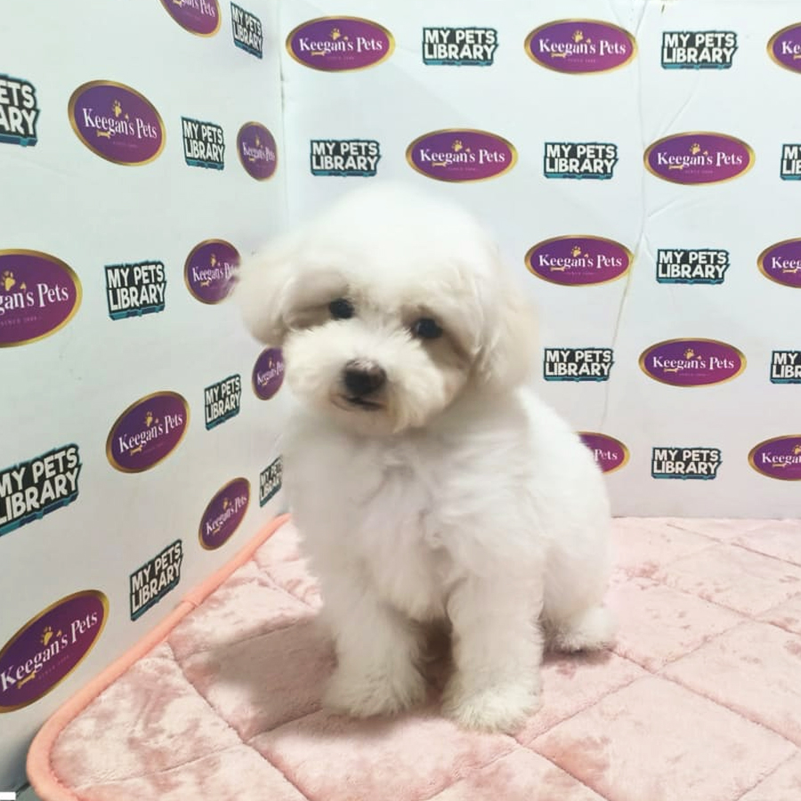 Toy Poodle Puppy (Male) For Sale