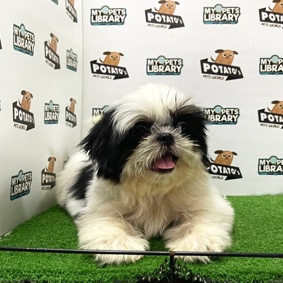 Shih Tzu Puppy (Female) For Sale