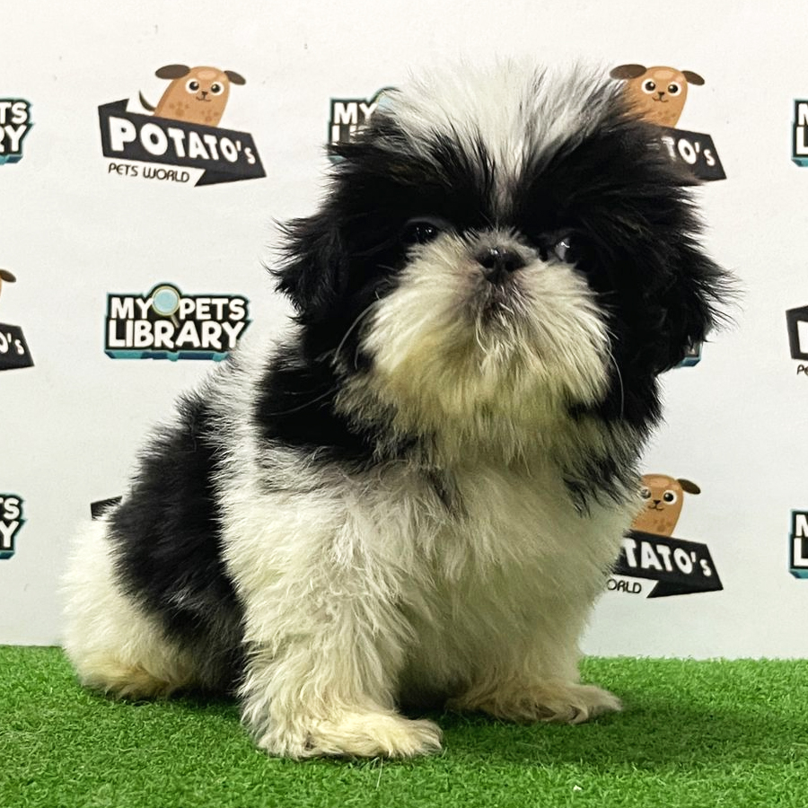 Shih Tzu Puppy (Female) For Sale