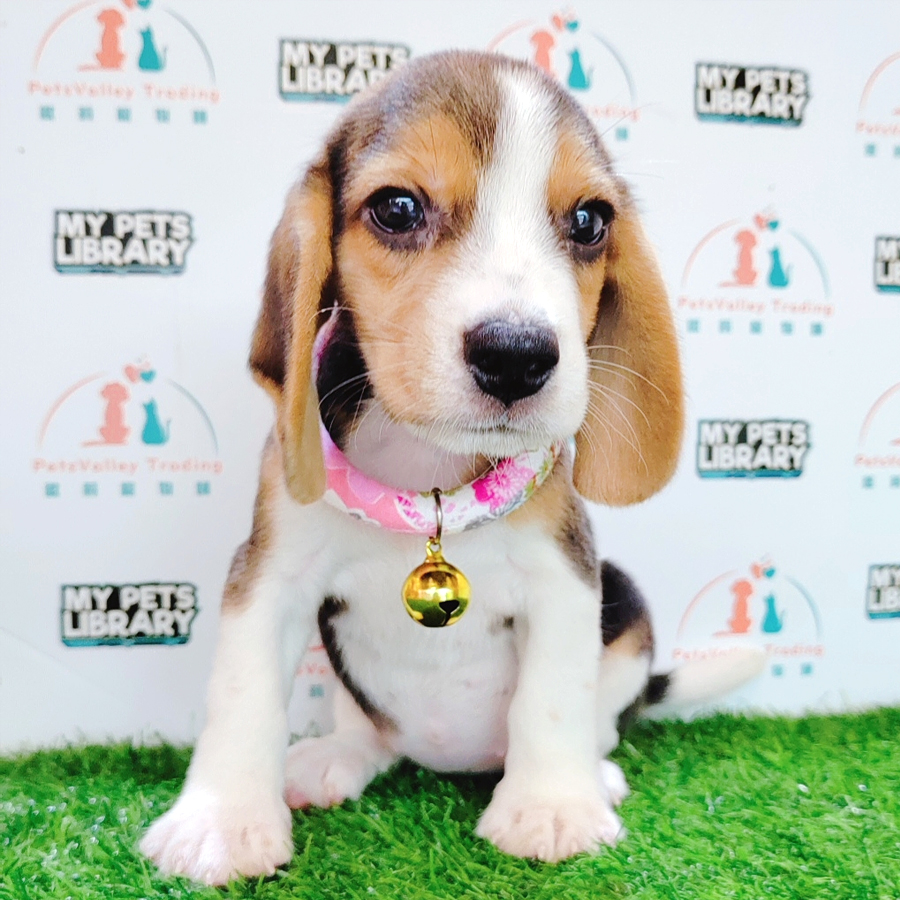 Beagle Puppy (Female) For Sale