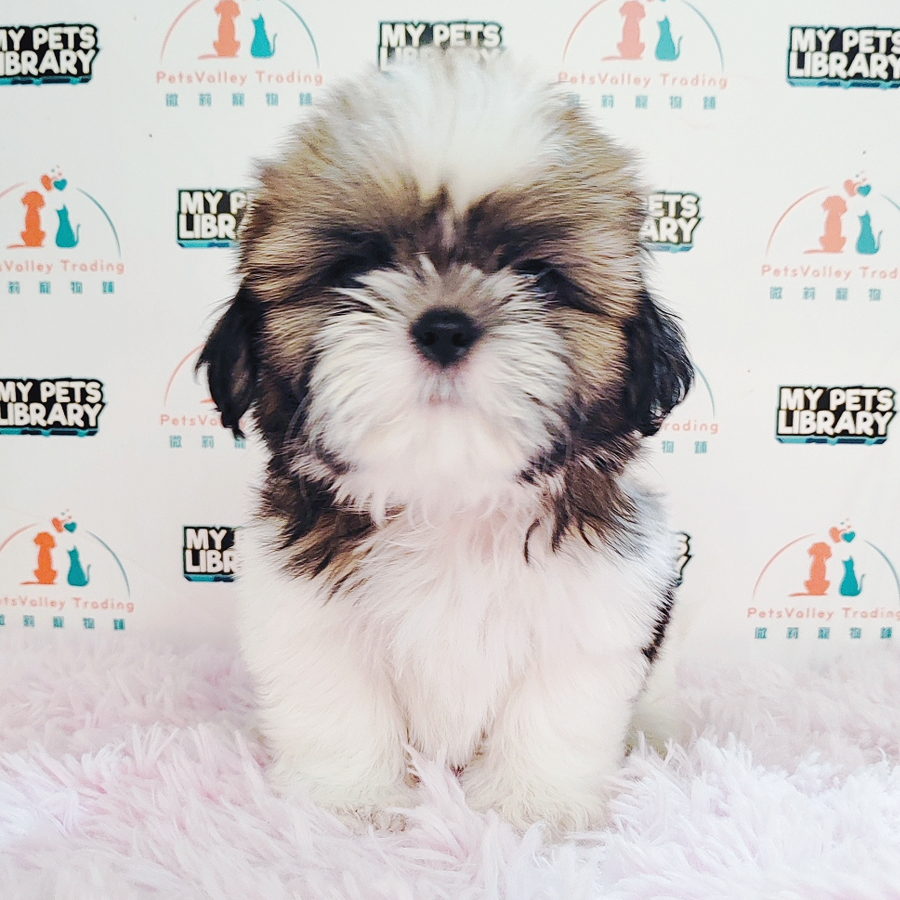 Shih Tzu Puppy (Male) For Sale