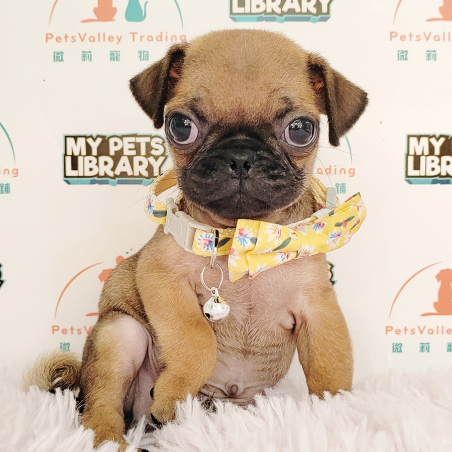 Pug Puppy (Male) For Sale
