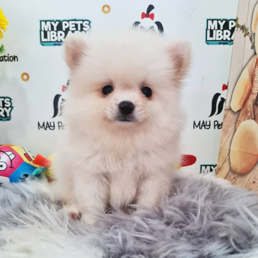 Pomeranian Puppy (Female) For Sale