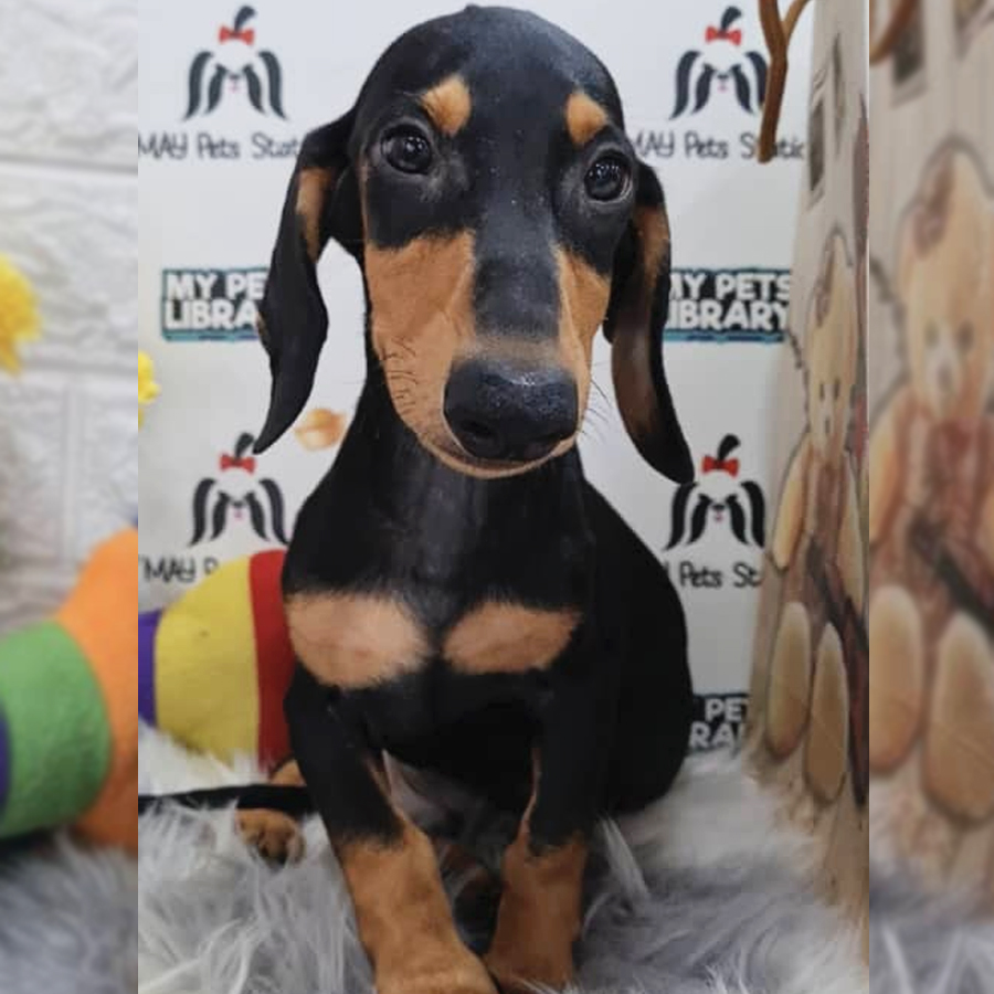 Miniature Dachshund Puppy (Male) For Sale