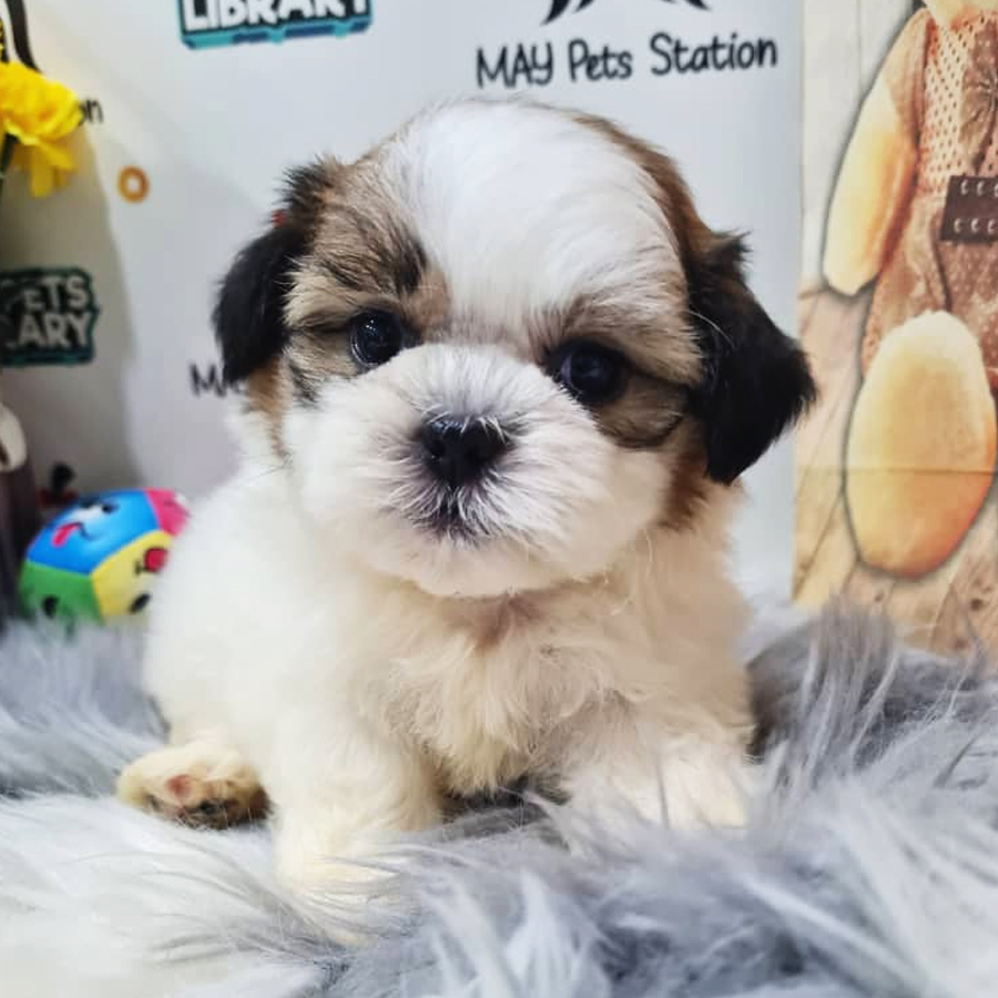 Shih Tzu Puppy (Female) For Sale