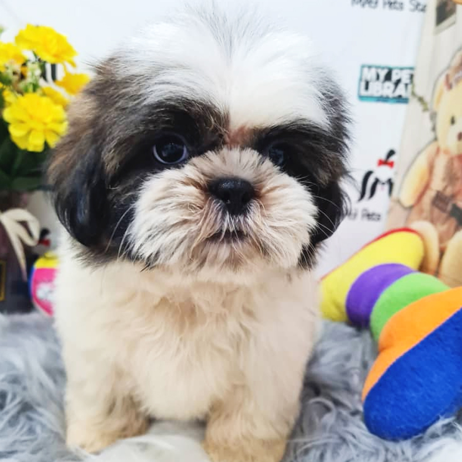 Shih Tzu Puppy (Male) For Sale