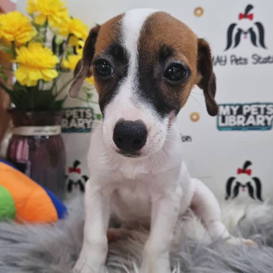 Jack Russell Puppy (Female) For Sale