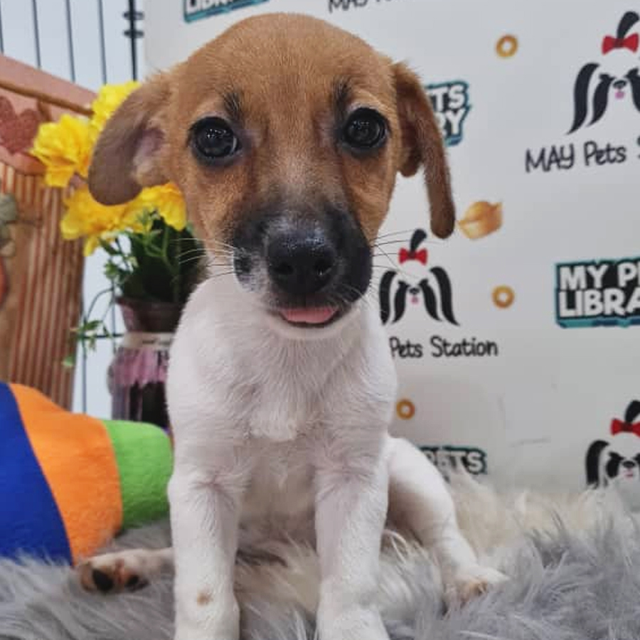 Jack Russell Puppy (Female) For Sale